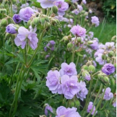 Герань Geranium Cloud Nine